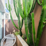 Apartamento Garden - Santa Cecília / Higienópolis - 1 Quartos - Venda / Compra - Quintal
