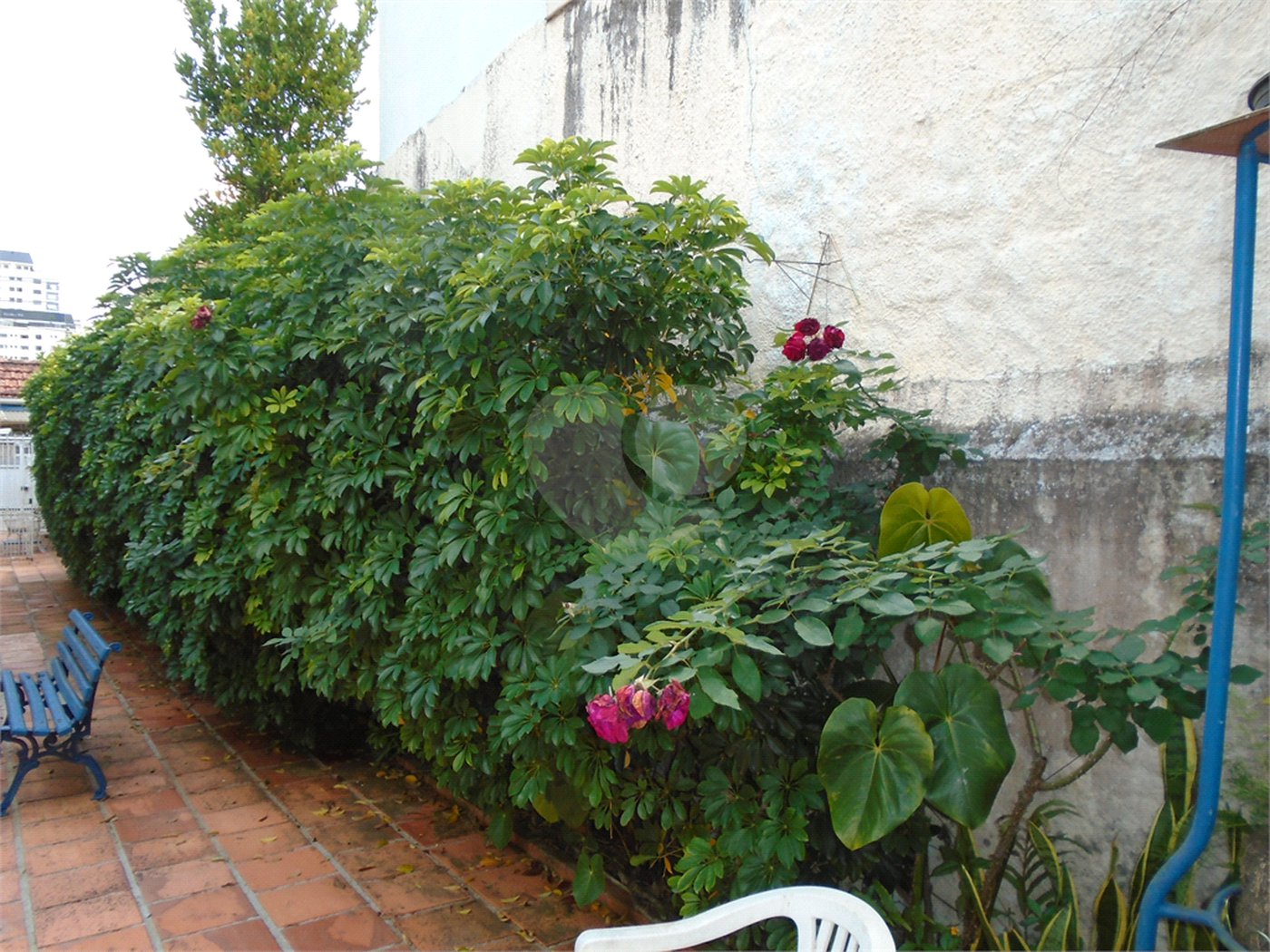 Casa Térrea à venda com 3 quartos em Campo Belo, São Paulo, SP