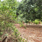 Chácara à venda com 2 quartos em Jardim Califórnia, Araraquara, SP