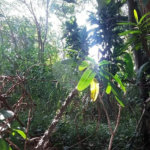 Terreno à venda em Tremembé, São Paulo, SP