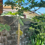 Casa para alugar com 6 quartos, sendo 3 suítes, no Centro, São Manuel, SP