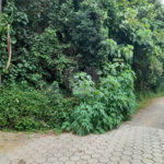 Terreno à venda em Serra da Cantareira, Mairiporã, SP