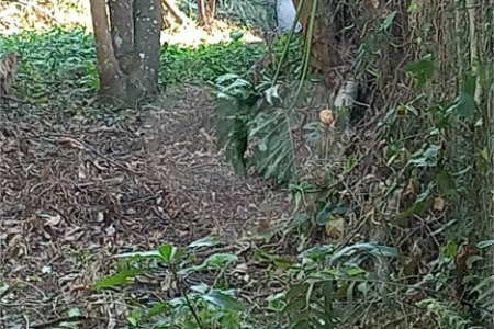 Terreno à venda em Vila Tramontano, São Paulo, SP
