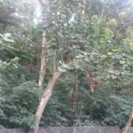 Terreno à venda em Tucuruvi, São Paulo, SP
