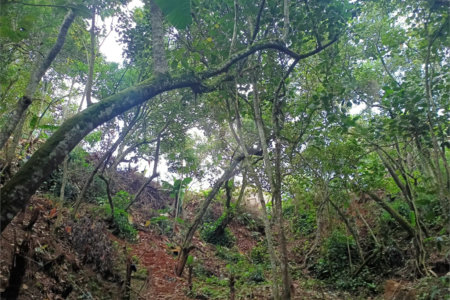 Terreno à venda em Vila Sol Nascente, Suzano, SP