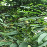 Sobrado à venda com 3 suítes em Serra da Cantareira, Mairiporã, SP
