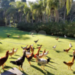 Chácara à venda com 3 quartos, sendo 1 suíte, em Área Rural de Louveira, Louveira, SP