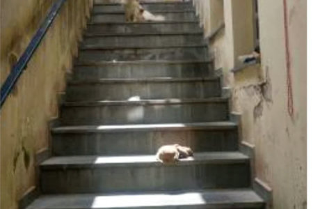Sobrado à venda com 3 quartos, sendo 1 suíte, em Vila Universitária, São Paulo, SP