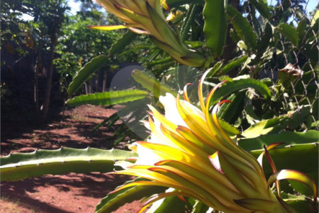 Chácara à venda com 5 quartos em Parque Planalto, Araraquara, SP