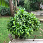 Sobrado à venda com 4 suítes em Tremembé, São Paulo, SP