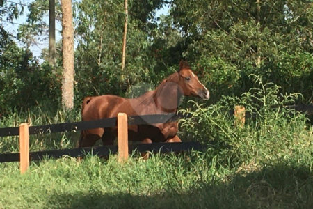 Sítio à venda com 3 suítes em Jardim Guaçu, São Roque, SP