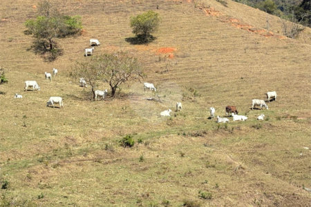 Sítio à venda com 3 suítes em Bairro do Cambará, São Roque, SP