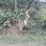 Terreno à venda em Serra da Cantareira, Mairiporã, SP