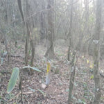 Terreno à venda em Serra da Cantareira, Mairiporã, SP