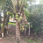 Chácara à venda com 3 quartos, sendo 1 suíte, em Chácara Flora Araraquara, Araraquara, SP