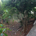 Sobrado à venda com 3 quartos, sendo 1 suíte, em Horto, São Paulo, SP