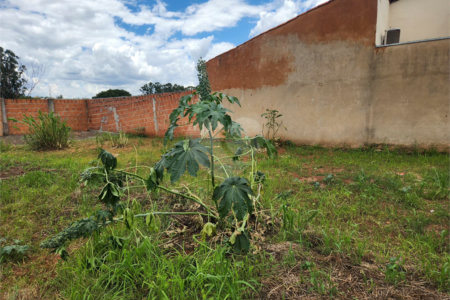 Terreno à venda em Parque Alvorada, Araraquara, SP