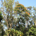 Terreno à venda no condomínio Chácara Flora, São Paulo - SP