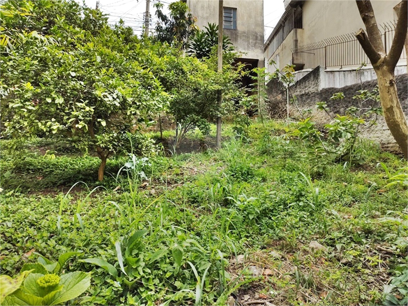 Terreno à venda em Vila Gustavo, São Paulo, SP