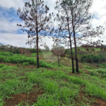 Área de Terra à venda com 1 suíte em Cocais, Itatiba, SP