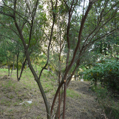 Terreno à venda em Jardim Petrópolis, São Paulo, SP