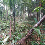 Terreno à venda em Serra da Cantareira, Mairiporã, SP