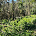 Loteamento à venda em Estância Santa Maria do Laranjal, Atibaia, SP