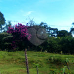Terreno em Água Vermelha