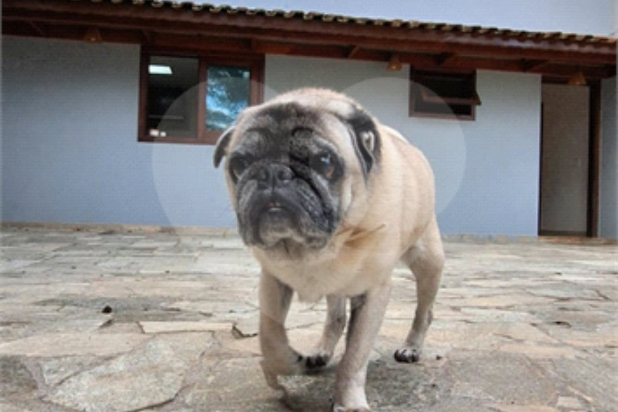 Casa à venda ou para alugar com 4 quartos, sendo 2 suítes, em Serra da Cantareira, Mairiporã, SP