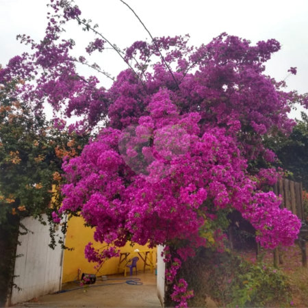 Chácara à venda com 5 quartos, sendo 1 suíte, em Vitória Régia, Atibaia, SP