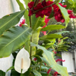 Sobrado à venda com 2 suítes em Jardim Virginia Bianca, São Paulo, SP