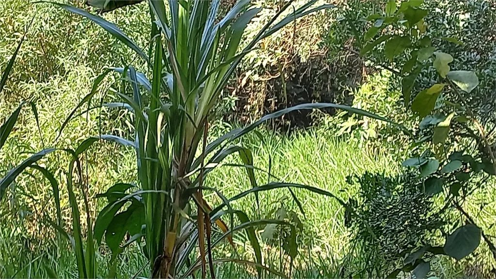 Terreno à venda em Vila Tramontano, São Paulo, SP