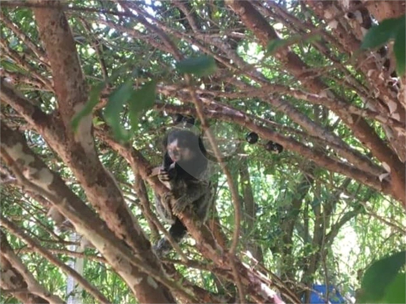 Chácara à venda com 3 quartos, sendo 2 suítes,  em Jardim Mirantes de Ipanema, Araçoiaba da Serra, SP