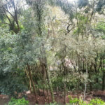 Casa à venda com 5 quartos, sendo 4 suítes, no condomínio Alpes da Cantareira, Mairiporã - SP