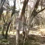 Terreno à venda em Luiz Fagundes, Mairiporã, SP