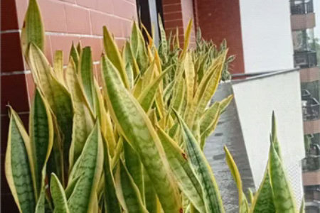 Apartamento à venda com 3 quartos, sendo 1 suíte,  em Vila Andrade, São Paulo, SP