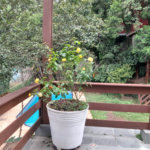 Sobrado à venda com 6 quartos, sendo 3 suítes, em Rolinópolis, São Paulo, SP