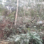 Terreno à venda em Suasalito, Mairiporã, SP