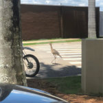 Terreno à venda no condomínio Fazenda Jequitibá, Sorocaba - SP