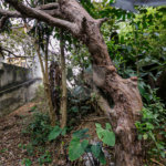 Terreno à venda em Jardim Prudência, São Paulo, SP