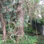 Terreno à venda ou para alugar em Horto, São Paulo, SP