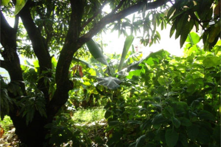 Terreno à venda em Vila São José, Valinhos, SP