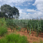 Terreno à venda em Ponte Alta, Atibaia, SP