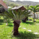 Casa à venda com 3 quartos em José Gonçalves, Armação dos Búzios, RJ