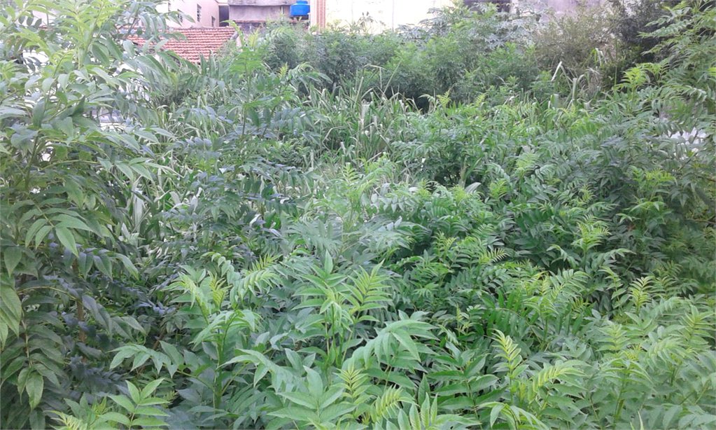 Terreno à venda em Imirim, São Paulo, SP