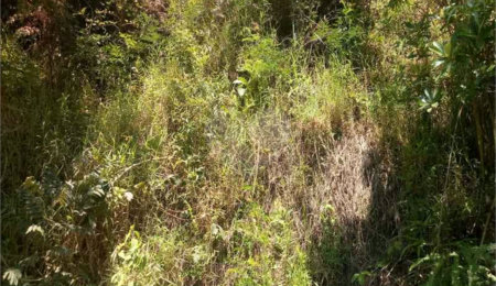 Terreno à venda em Vila São Paulo, Mogi das Cruzes, SP