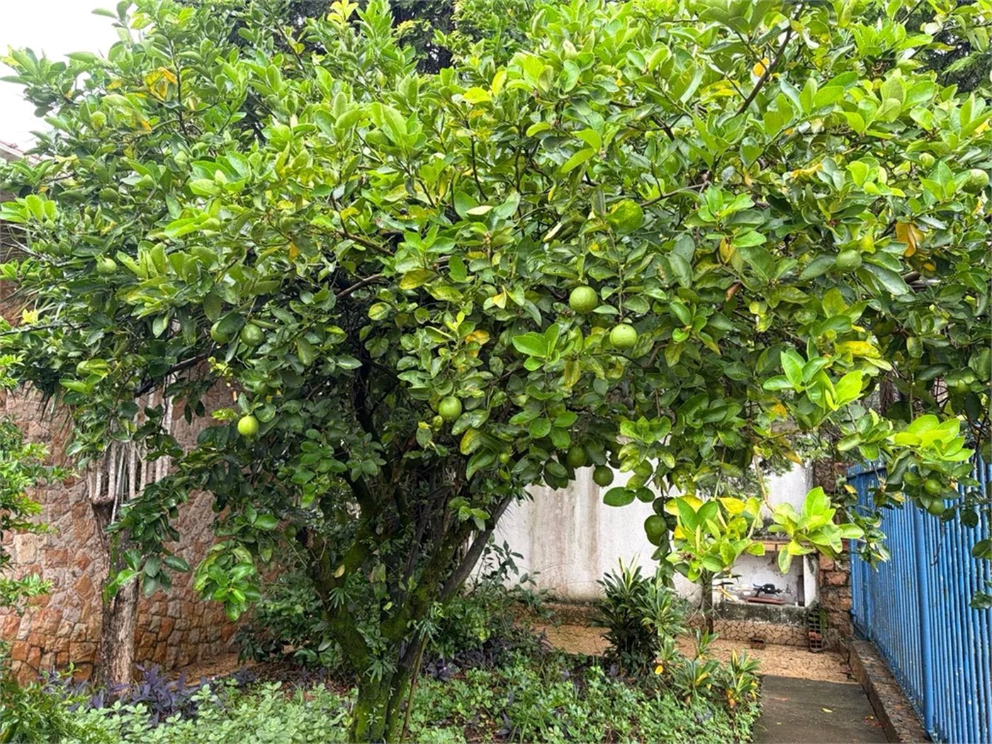 Casa à venda com 3 quartos em Bela Aliança, São Paulo, SP