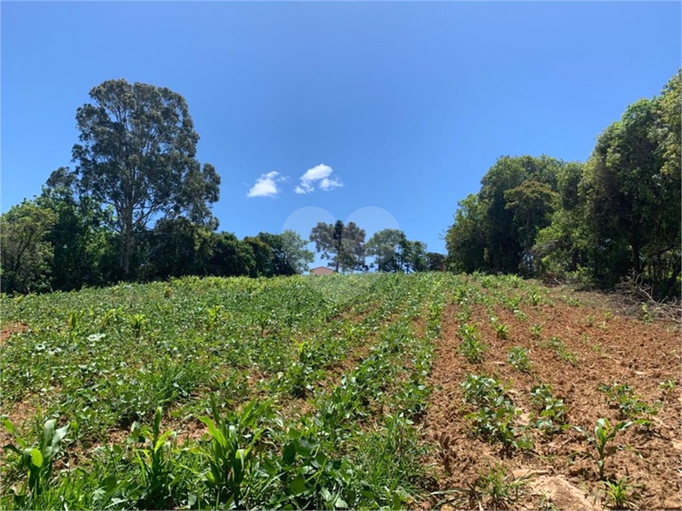 Área de Terra à venda em Cristóvão, Araçoiaba da Serra, SP