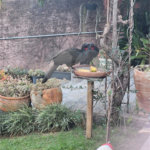Casa Térrea à venda com 4 quartos, sendo 1 suíte, em Jardim Centenário, Atibaia, SP