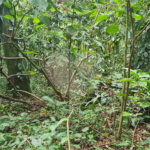 Terreno à venda em Caraguatá, Mairiporã, SP